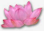 tantra lotus